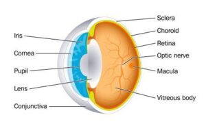 All the Information You Require to Understand Ayurvedic Eye Care Rajshree Ayurvedic Medical College & Hospital in Bareilly, Uttar Pradesh, India